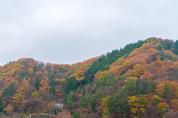 Красиві осінні дерева — стокове фото