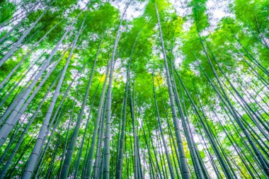 Yeşil Bambu Ormanı