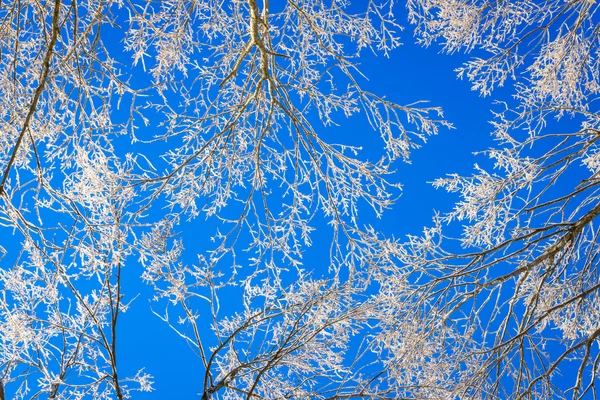 Arbres d'hiver congelés — Photo