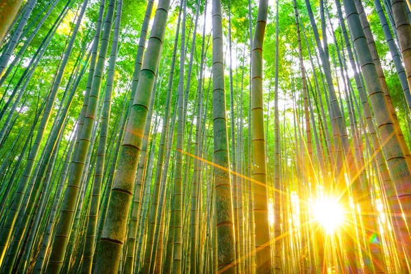 Forêt de bambous verts le matin — Photo