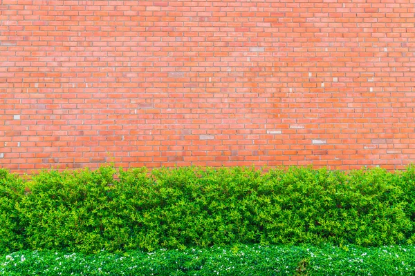 Цегляна стіна з зеленими рослинами — стокове фото