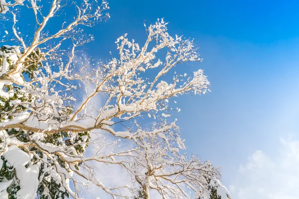 Arbres d'hiver couverts de neige — Photo