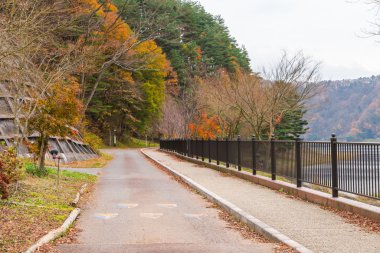 Güzel renkli sonbahar yaprakları 