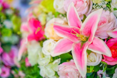 güzel Zambak çiçeği 