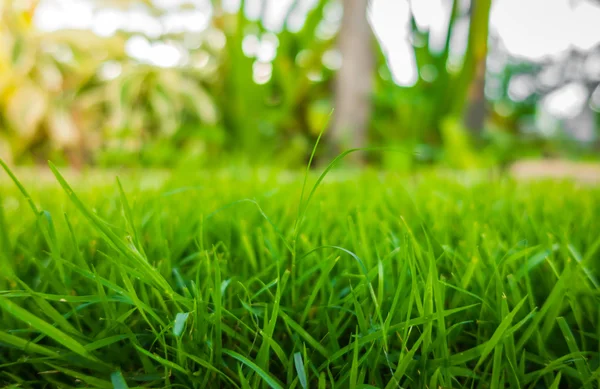 Voorjaar groen gras — Stockfoto