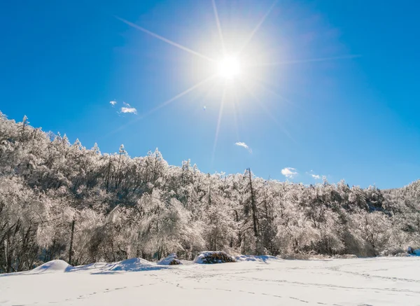 Alberi congelati in inverno con cielo blu — Foto Stock