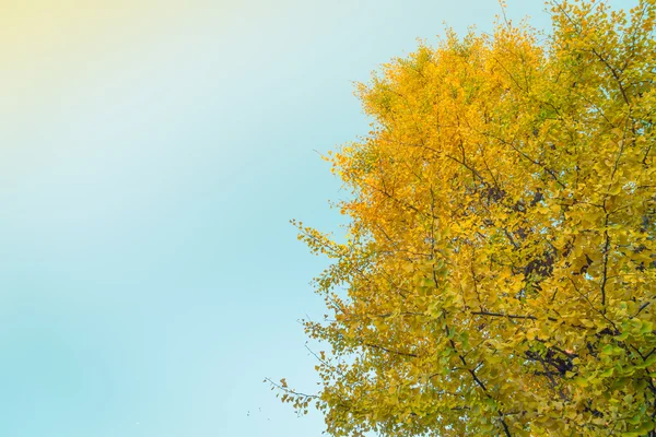 Прекрасне барвисте осіннє листя — стокове фото