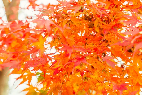 Hermosas hojas coloridas de otoño —  Fotos de Stock