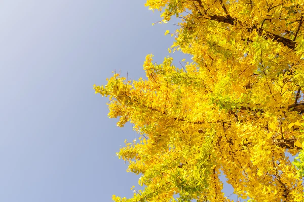 Krásné barevné podzimní listy — Stock fotografie