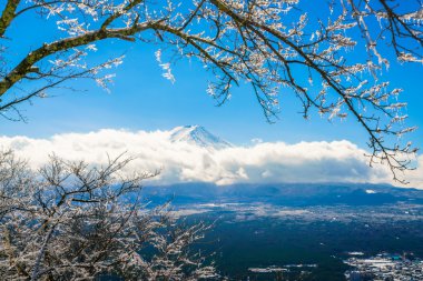 Dağ Fuji ağaçlar üzerinde buz kaplama ile