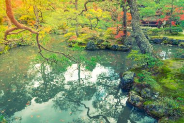 Nehirli sonbahar ormanı
