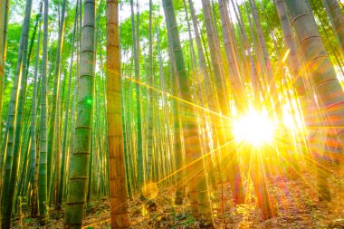 Bambu ormanı güneşli sabah