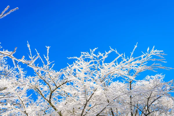 Arbres gelés en hiver avec ciel bleu — Photo