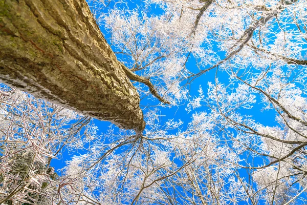 Arbres gelés en hiver avec ciel bleu — Photo