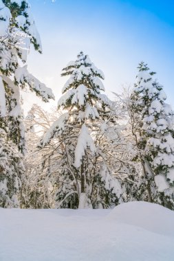 Karla kaplı kış ağaçları