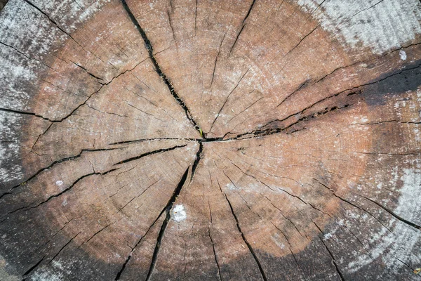 Stump of tree, Images haute définition — Photo