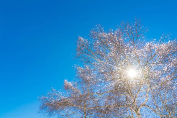 Gefrorene Bäume im Winter mit blauem Himmel — Stockfoto