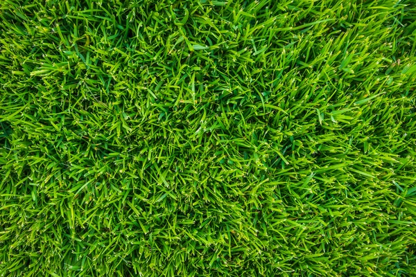 Close-up image of fresh spring green grass . — Stock Photo, Image