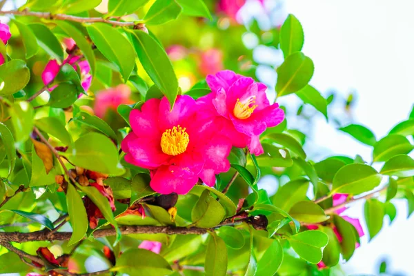 色鮮やかなピンクの花、高精細画像 — ストック写真