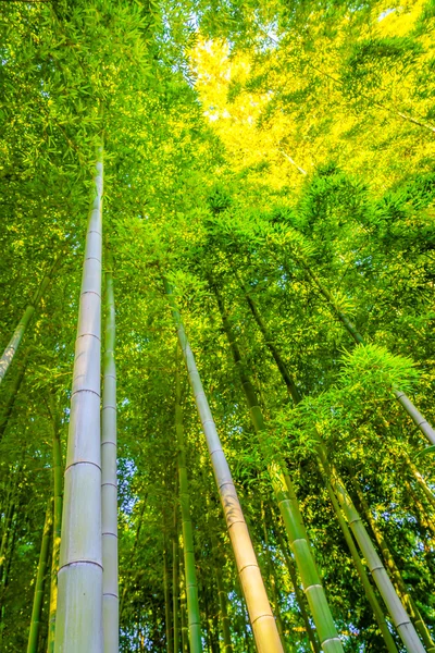 Forêt de bambous au Japon — Photo