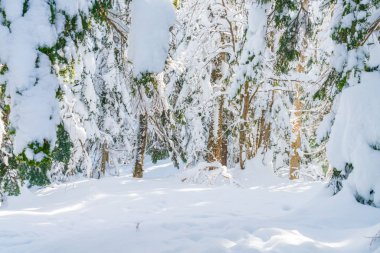 Karla kaplı kış ağaçları