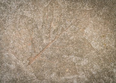 taş yaprak izlenimi