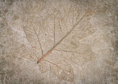taş yaprak izlenimi