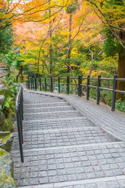 Yolu ormandaki., yüksek çözünürlüklü görüntüleri