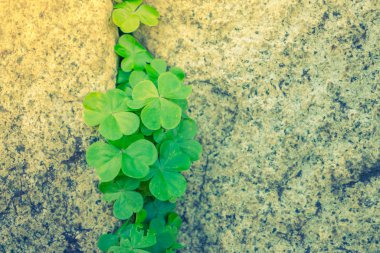 Yaprakları ile eski taş duvar. (Filtre uygulanmış görüntü işlenen vintage 