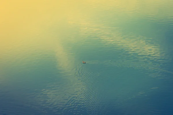 Canard sur le lac. (Effet vintage traité image filtrée . ) — Photo