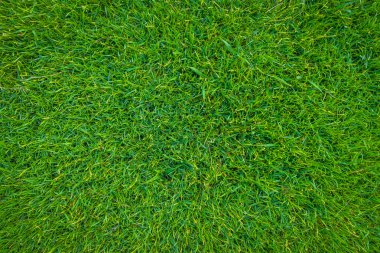 Taze yeşil çimlerin yakın plan görüntüsü .