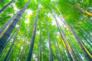 Bambu ormanı güneşli sabah