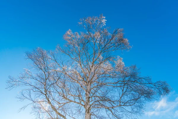 Árvores congeladas no inverno com céu azul — Fotografia de Stock