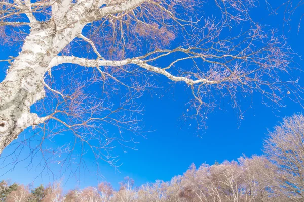 蓝蓝的天空与冬季冻结树 — 图库照片