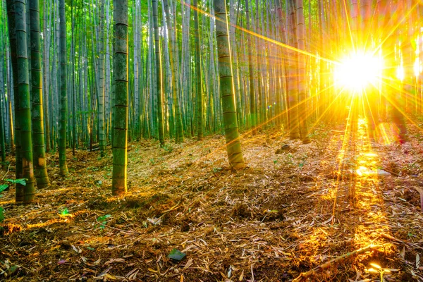 Bosque de bambú con sol por la mañana —  Fotos de Stock