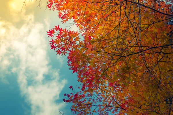 Belas folhas de outono coloridas — Fotografia de Stock