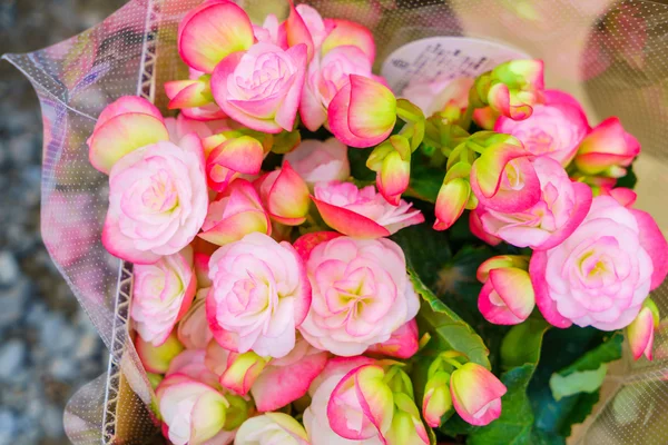 Εικόνα από όμορφα ροζ λουλούδια — Φωτογραφία Αρχείου