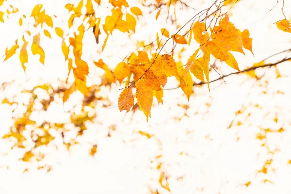 Belles feuilles d'automne colorées — Photo