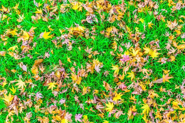 Red Yellow autumn maple leaves on fresh spring green grass — Stock Photo, Image