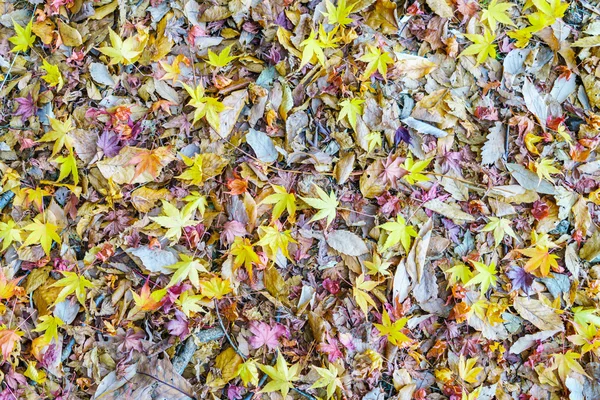 Жовтий червоний осінь Кленові листи на весняними зелена трава — стокове фото