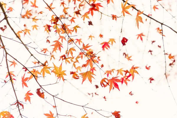 Belles feuilles d'automne colorées — Photo