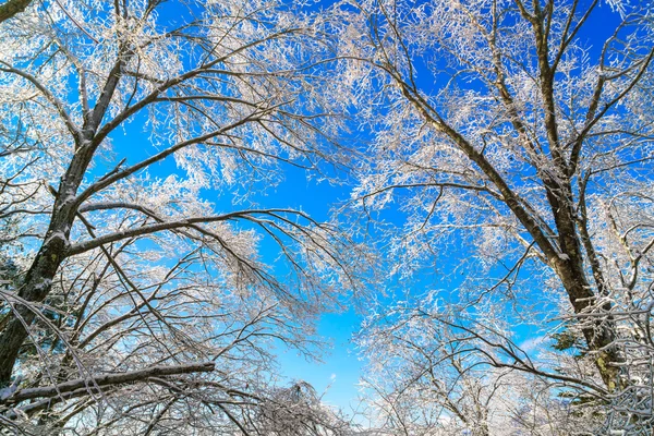 Arbres gelés en hiver avec ciel bleu — Photo