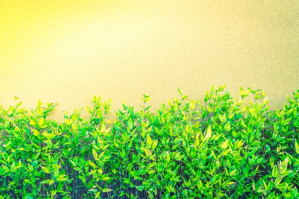 Πράσινο φυτό στον τοίχο (φιλτραρισμένη εικόνα επεξεργασμένο vintage επίδραση. ) — Φωτογραφία Αρχείου