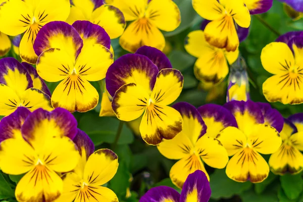 Όμορφα μικρά κίτρινα λουλούδια . — Φωτογραφία Αρχείου