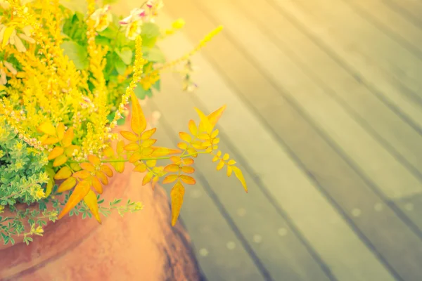 Buiten planten in een traditionele houten vloer. (P van de gefilterde afbeelding — Stockfoto