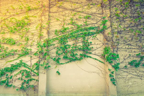 Parede de pedra velha com folhas vermelhas. (Imagem filtrada processada vinta — Fotografia de Stock