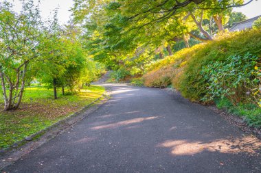 Yolu ormandaki., yüksek çözünürlüklü görüntüleri