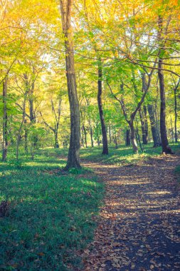 Way in forest .  ( Filtered image processed vintage effect. )