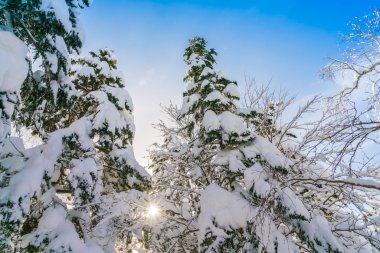 Karla kaplı kış ağaçları