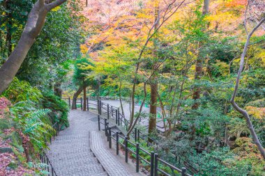 Yolu ormandaki., yüksek çözünürlüklü görüntüleri
